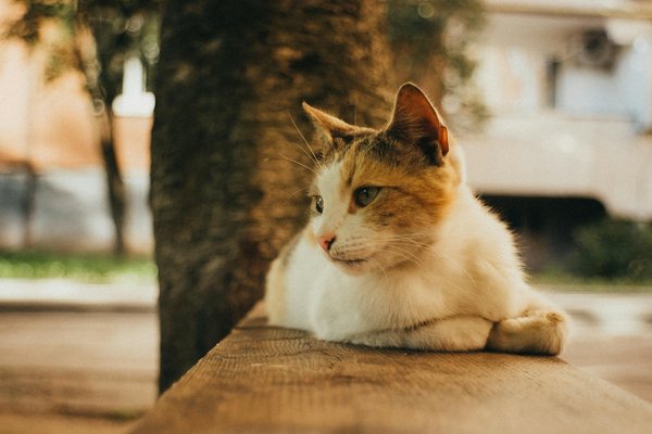 Unverzichtbare Impfungen für Freigänger-Haustiere: Was Ihr pelziger Begleiter unbedingt braucht!